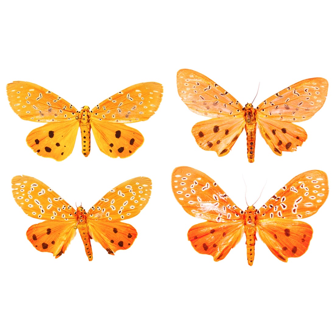 Mangina Moth Group: A lovely squad assortment of Mangina argus tiger moths from Asia in shades of "millenial pink" and "hot salmon" colorations! Spread as shown from the TBC House Collection! Often called Crotalaria
