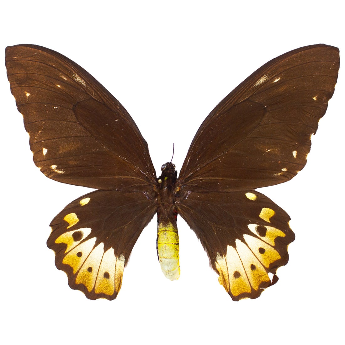 Ornithoptera priamus FEMALE: A good/fair quality female Priamus Birdwing, lacking its upper forewing spotting. Small wing imperction, but overall great for display and collecting! From New Guinea, you will receive this exact spec