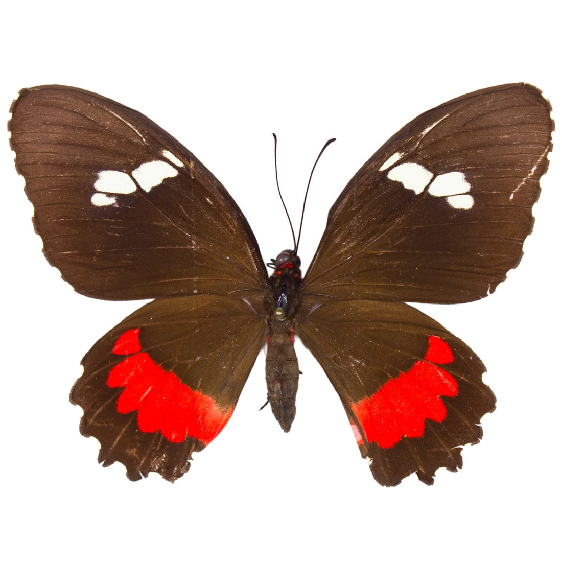 Parides iphidamas kaneek FEMALE: A Cattleheart, dark winged species with white cream and red-hidwing patches. You will receive this specimen spread as shown from the TBC House Collection!
