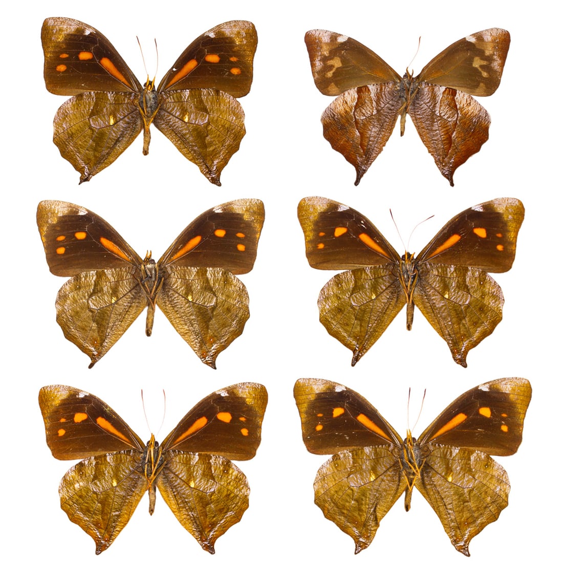 Corades medeba Lot of 6: A group of 6 Verso spread White-spotted Falcon butterflies from South America. You will receive this exact lot spread as shown from the TBC House Collection. Dimensions range: 5.8 - 6.9cm
