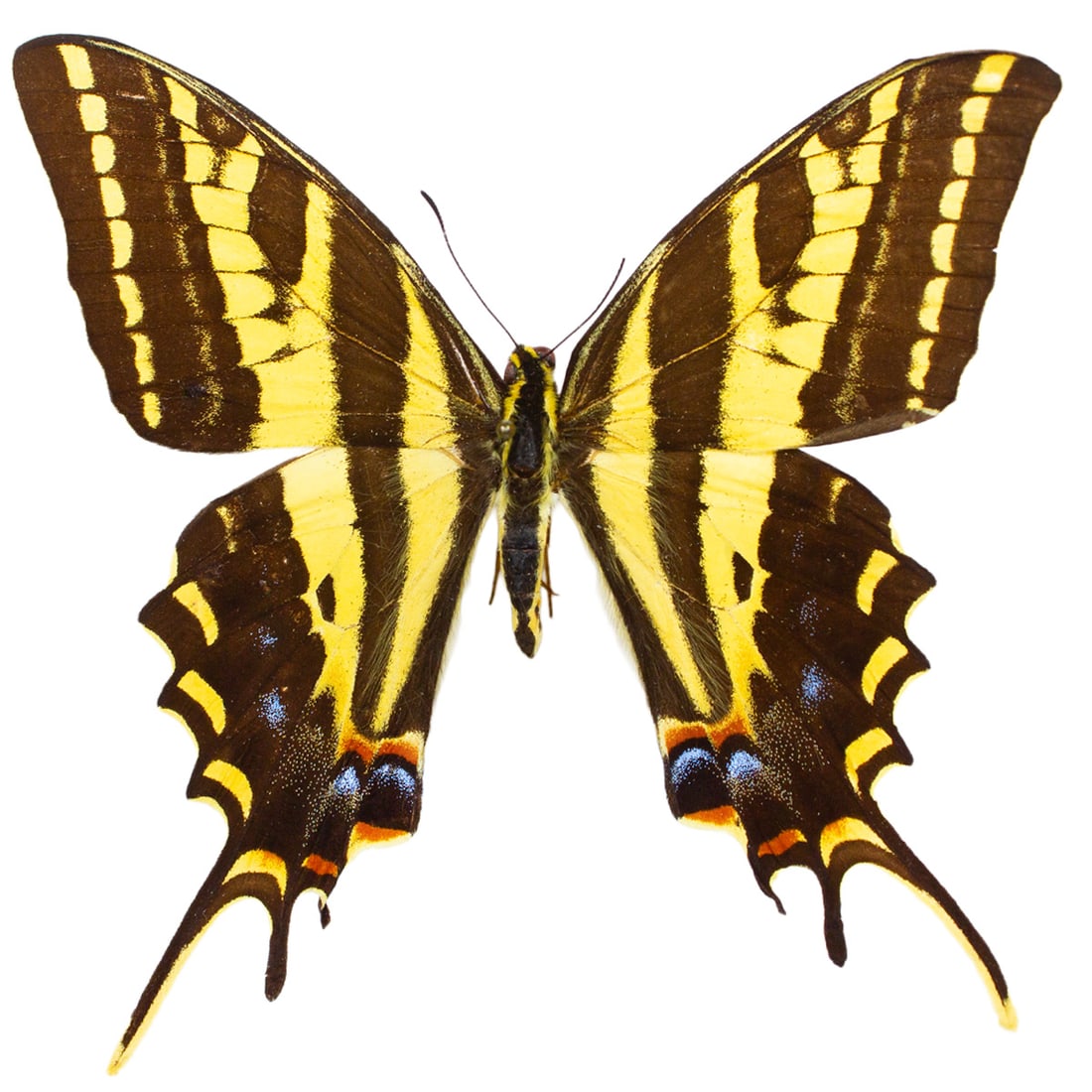 Papilio pilumnus: A dark-striped, three-tailed tiger swallowtail from Central America, often times can be also found in Texas. You will receive this exact butterfly spread as shown from the TBC House Collection.