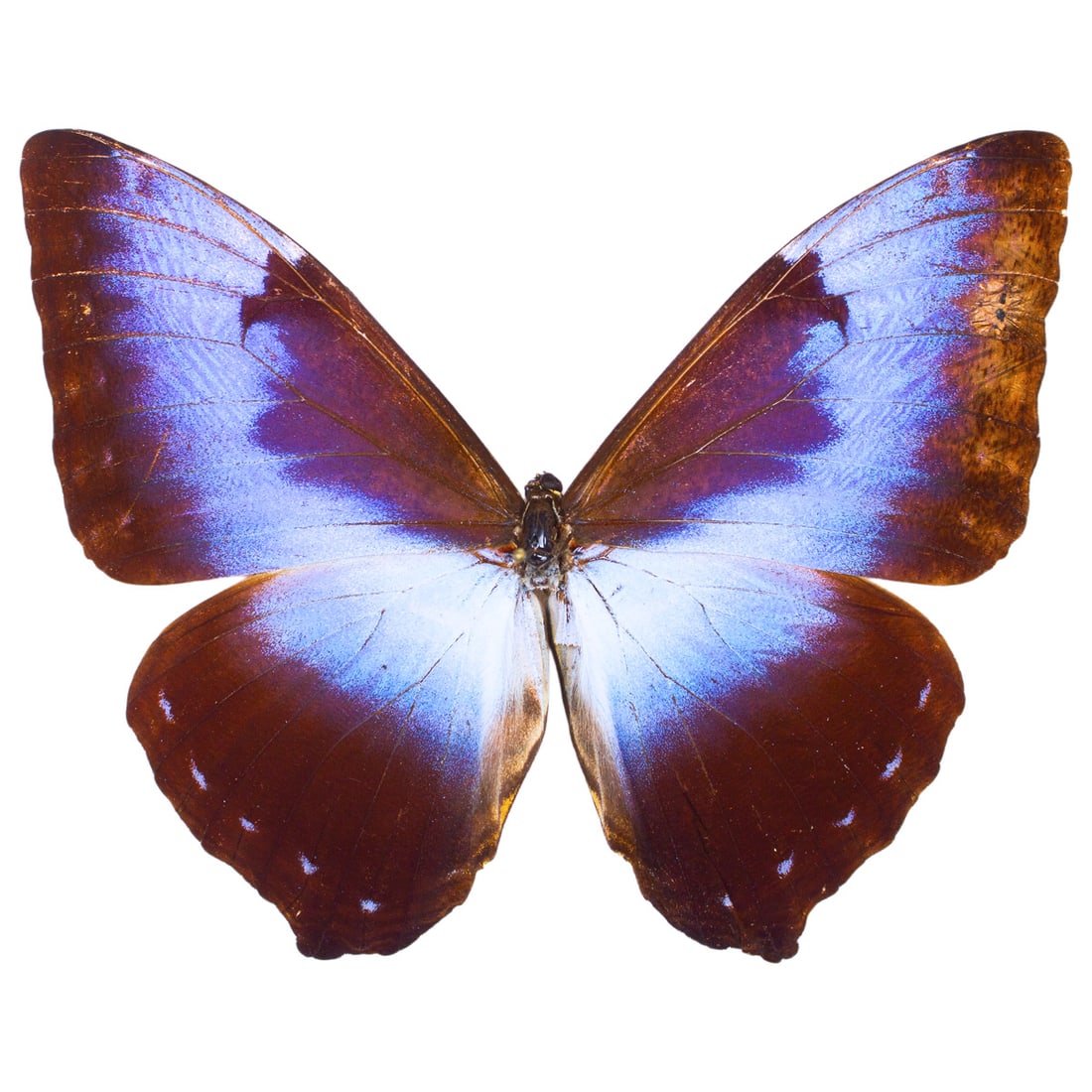 Morpho cisseis gahua: A large and beautiful frosty blue-hued butterfly from Peru. A blue haze sits atop its large brown wings from forewing to upper hindwing areas. A stellar Morpho, you will receive this exact specimen