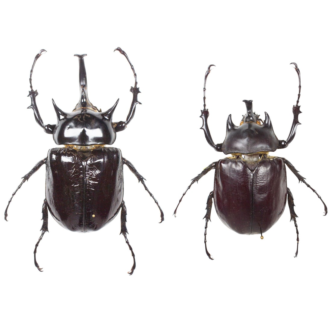 Megasoma mars and Megasoma actaeon PAIR: A great pair of rhinocerous beetles from Brazil, collected in 1991! You will receive this stellar, robust pair from the TBC House Collection. Dimensions: 10.4cm, 8cm