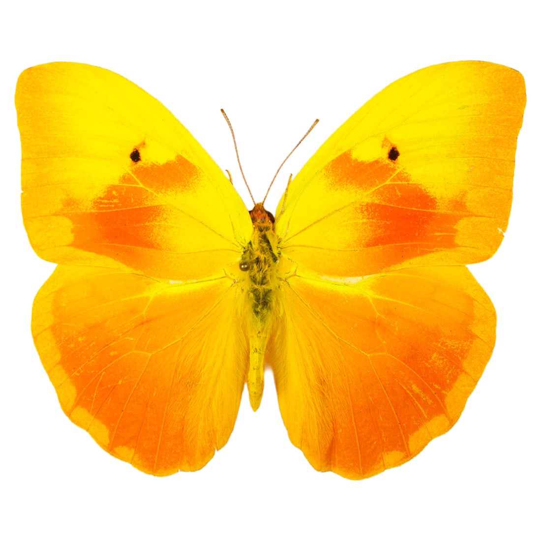 Phoebis avellaneda: Phoebis avellaneda, or the Sunset Sulphur is one of the most beautiful butterflies in the world! These stunning beauties are found only in Cuba, and due to habitat loss and a changing environment