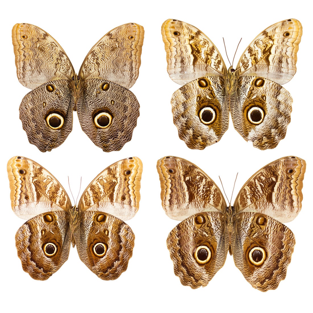 Caligo Squad: A wonderful group of Caligo Owl butterfly species available to you, gtreat to have in your collection or future projects! You will receive this exact group spreas as shown from the TBC House