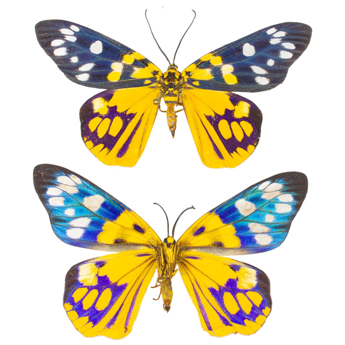 Psaphis euschemoides PAIR: A stunning day-flying moth pair from Southeast Asia with occurences in Australasian regions. You will receive a pair, one in recto and one in verso viewing, which really captures its verso metallic