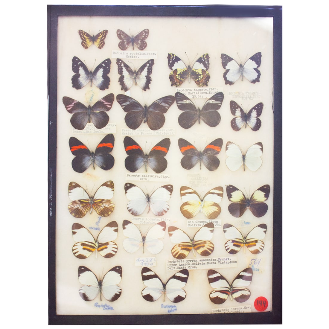 COLLECTION CASE 1 (1 of 1)