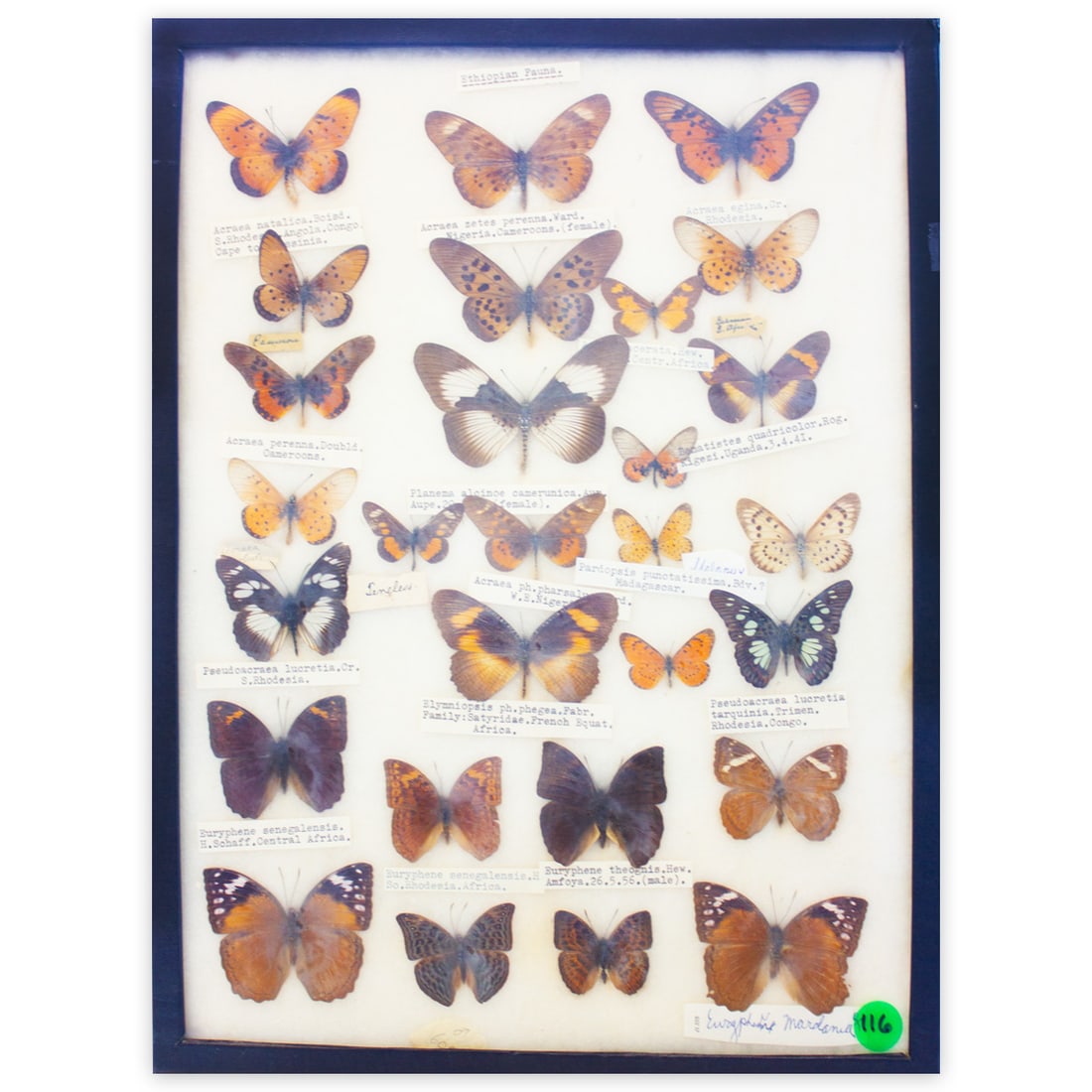 COLLECTION CASE 4 (1 of 1)