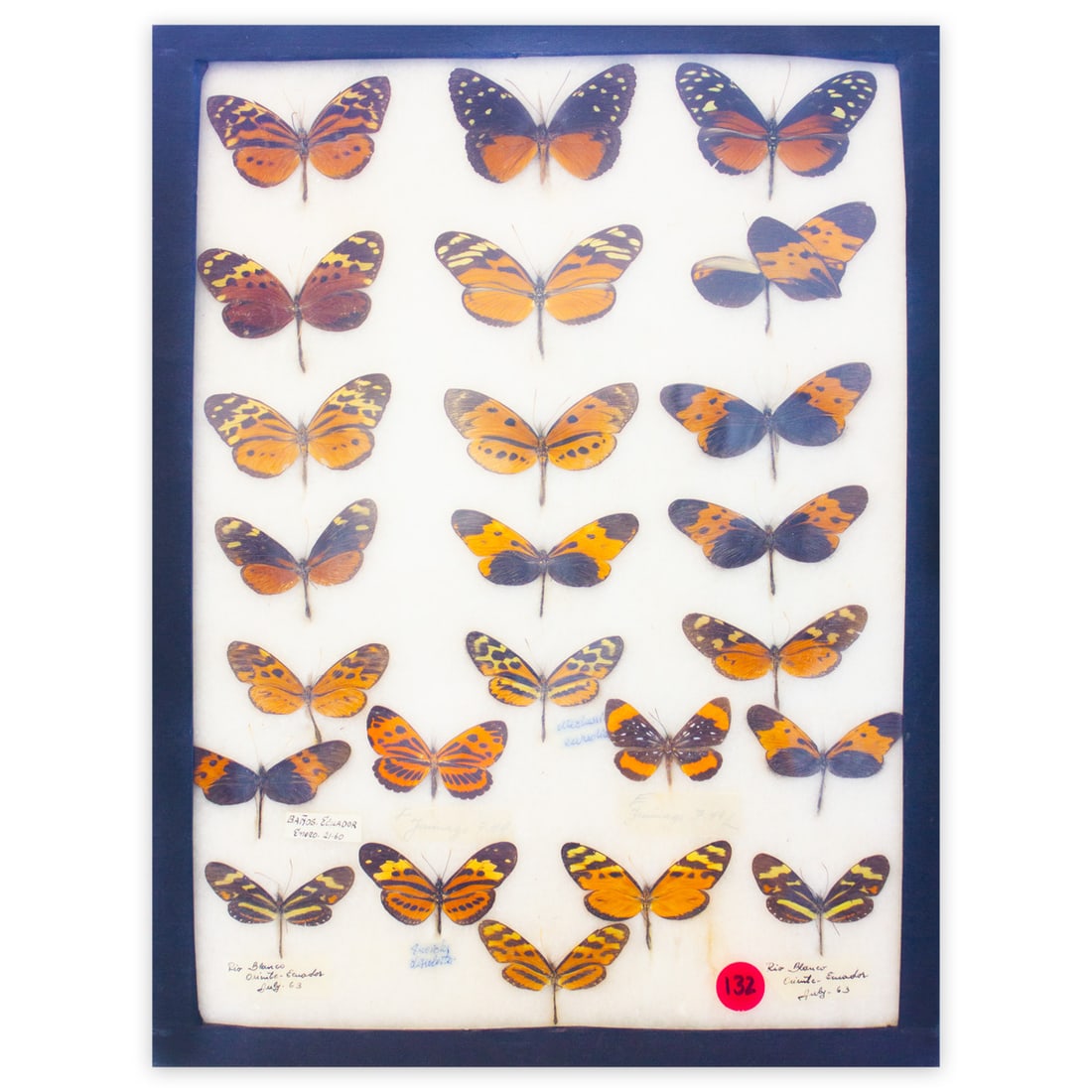 COLLECTION CASE 5 (1 of 1)