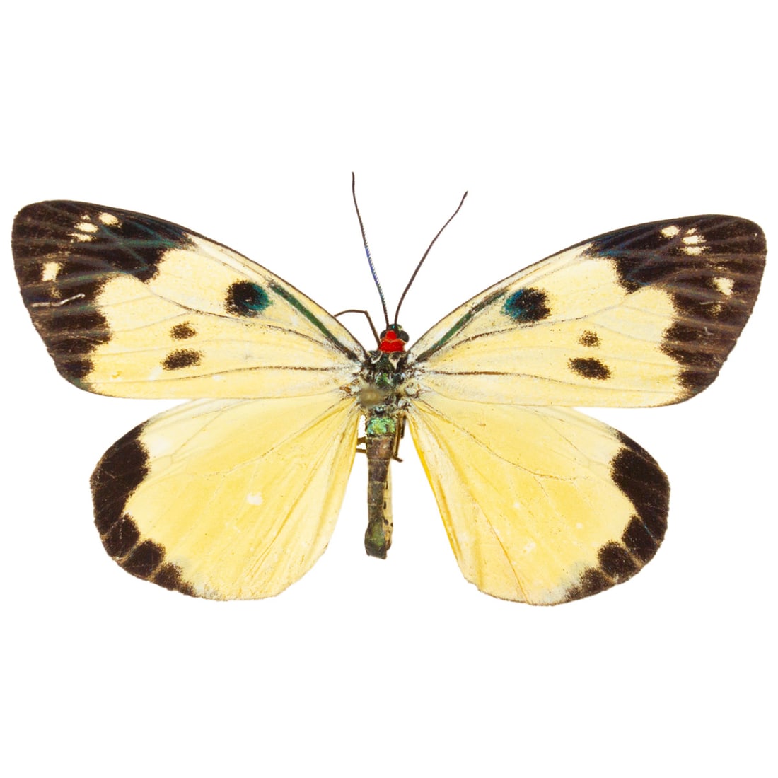 Chalcosia phalaenaria: A cream-yellow winged, black dipped day flying moth from Sri Lanka! You will receive this exact specimen spread as shown from the TBC House Collection.