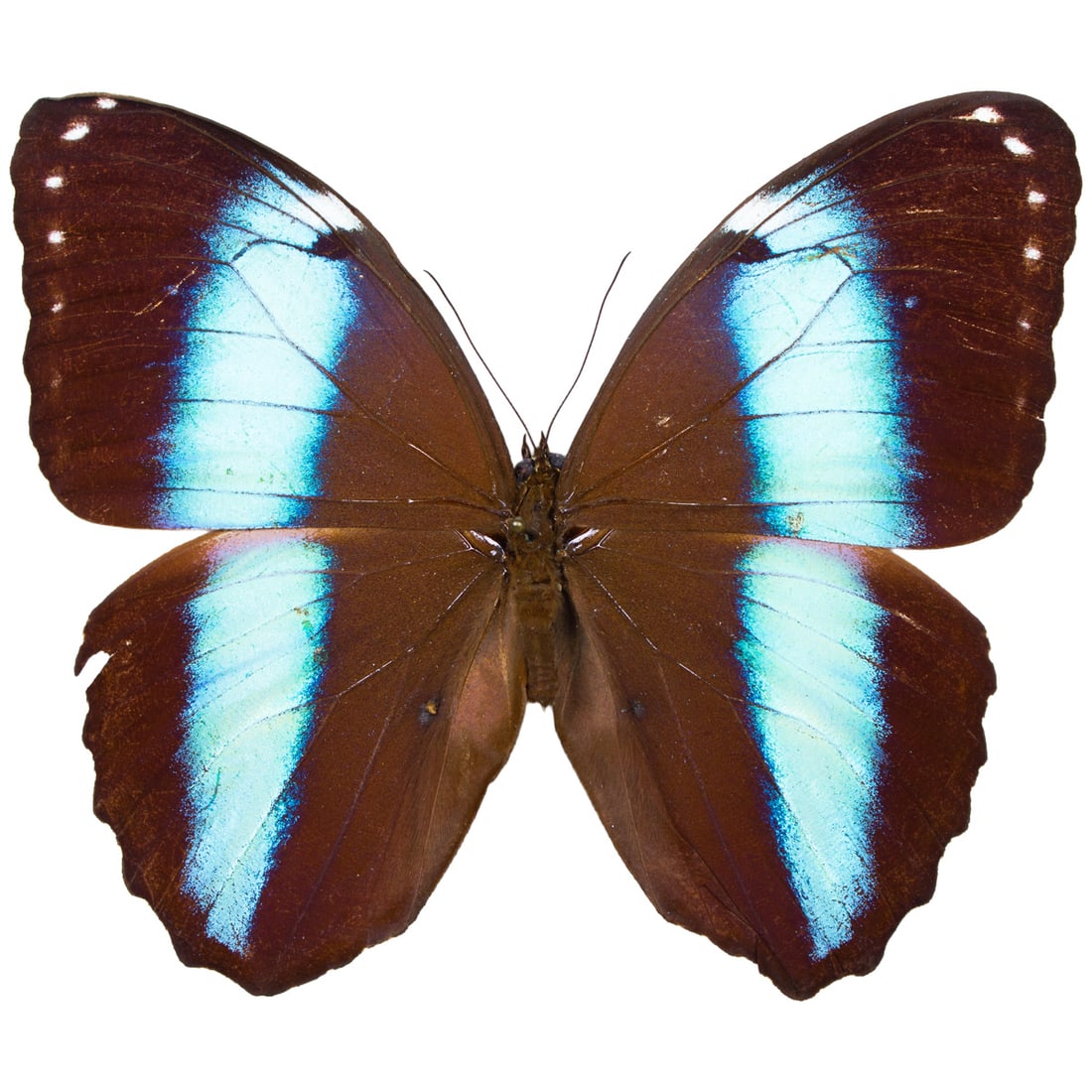 Morpho achilles