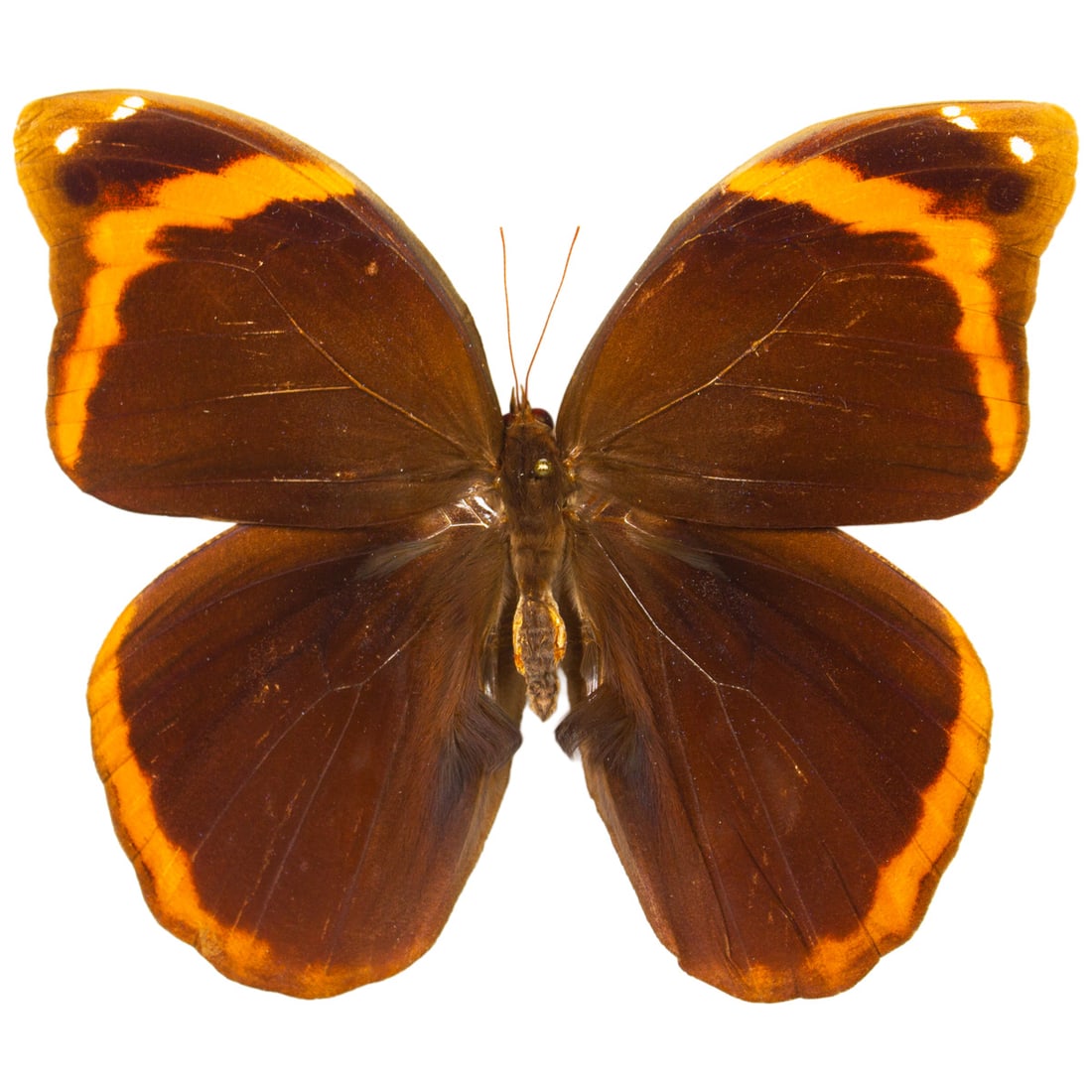 Catoblepia berecynthia: A beautiful neotropical velvet brown winged butterfly from Ecuador. It has orange-fire crescent shaped bands from forewing down to their lower hindwing edge. A lovely owl butterfly addition to your co