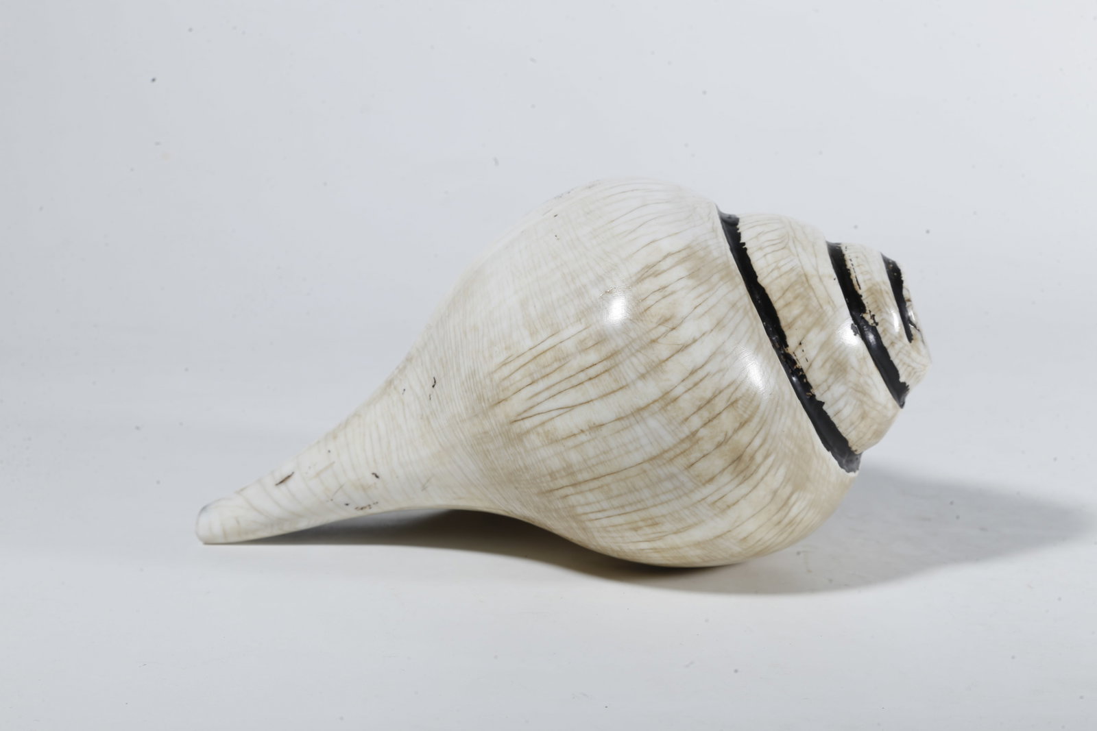 A CONCH?SHAPED RITUAL IMPLEMENT - 5