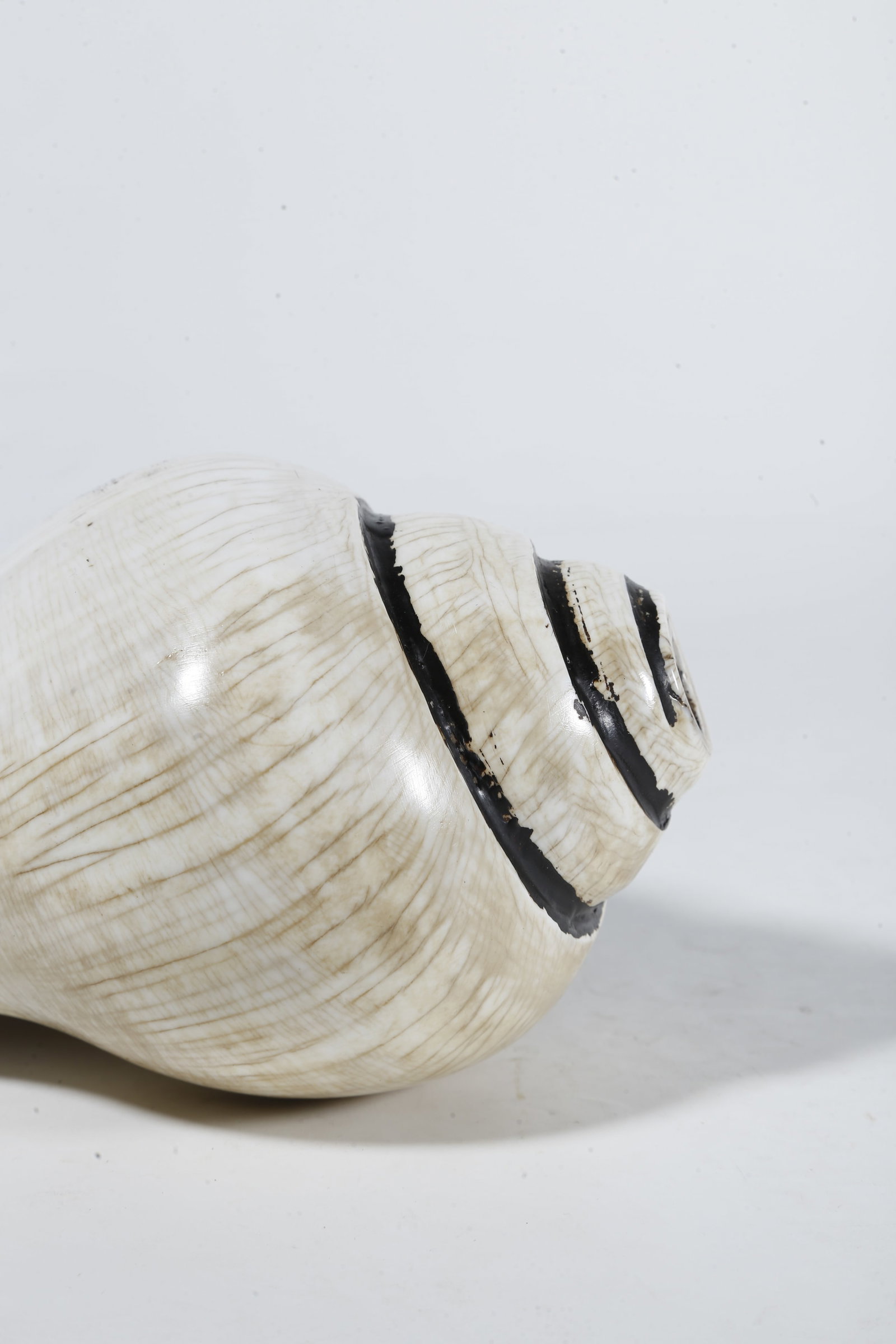 A CONCH?SHAPED RITUAL IMPLEMENT - 6