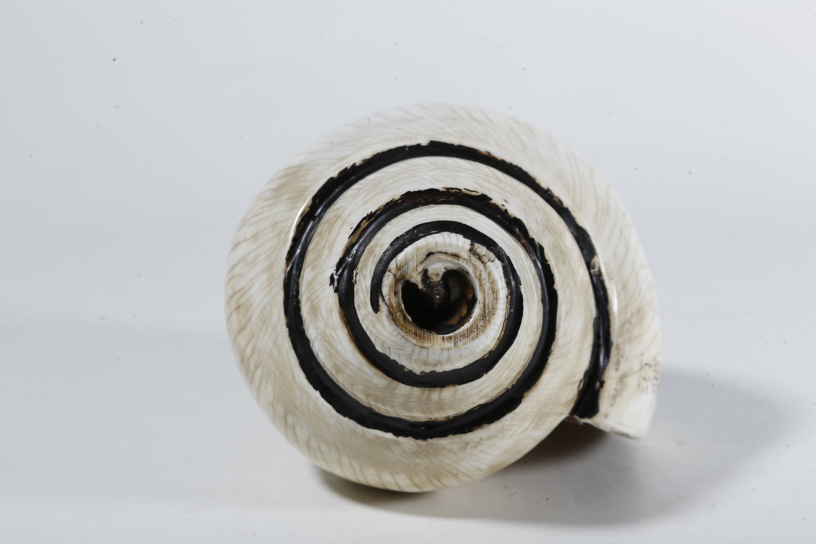 A CONCH?SHAPED RITUAL IMPLEMENT - 7