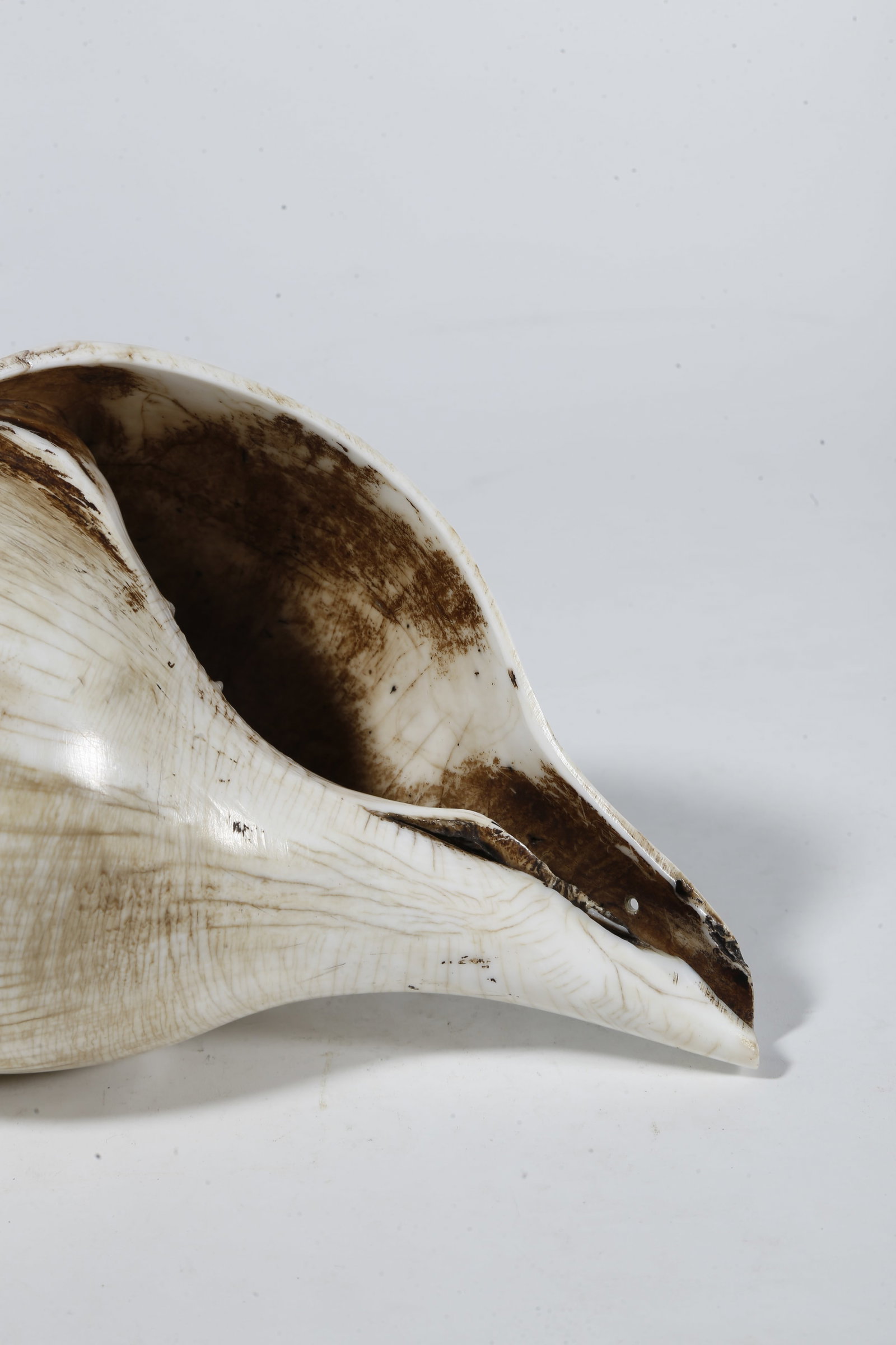 A CONCH?SHAPED RITUAL IMPLEMENT - 8