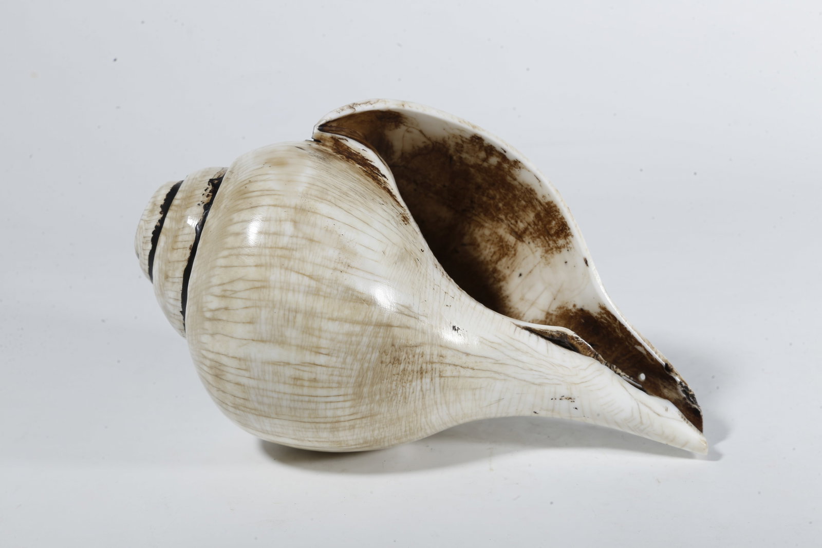 A CONCH?SHAPED RITUAL IMPLEMENT - 9
