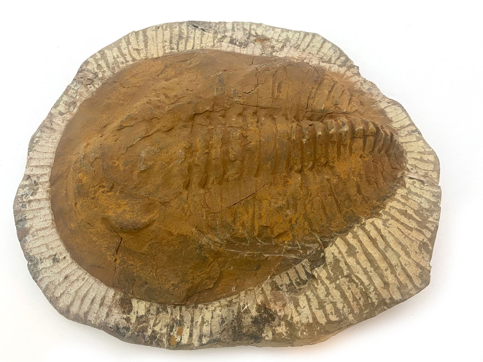 370+ Million Year Old Trilobite Fossil - Morocco - Devonian Period (1 of 3)