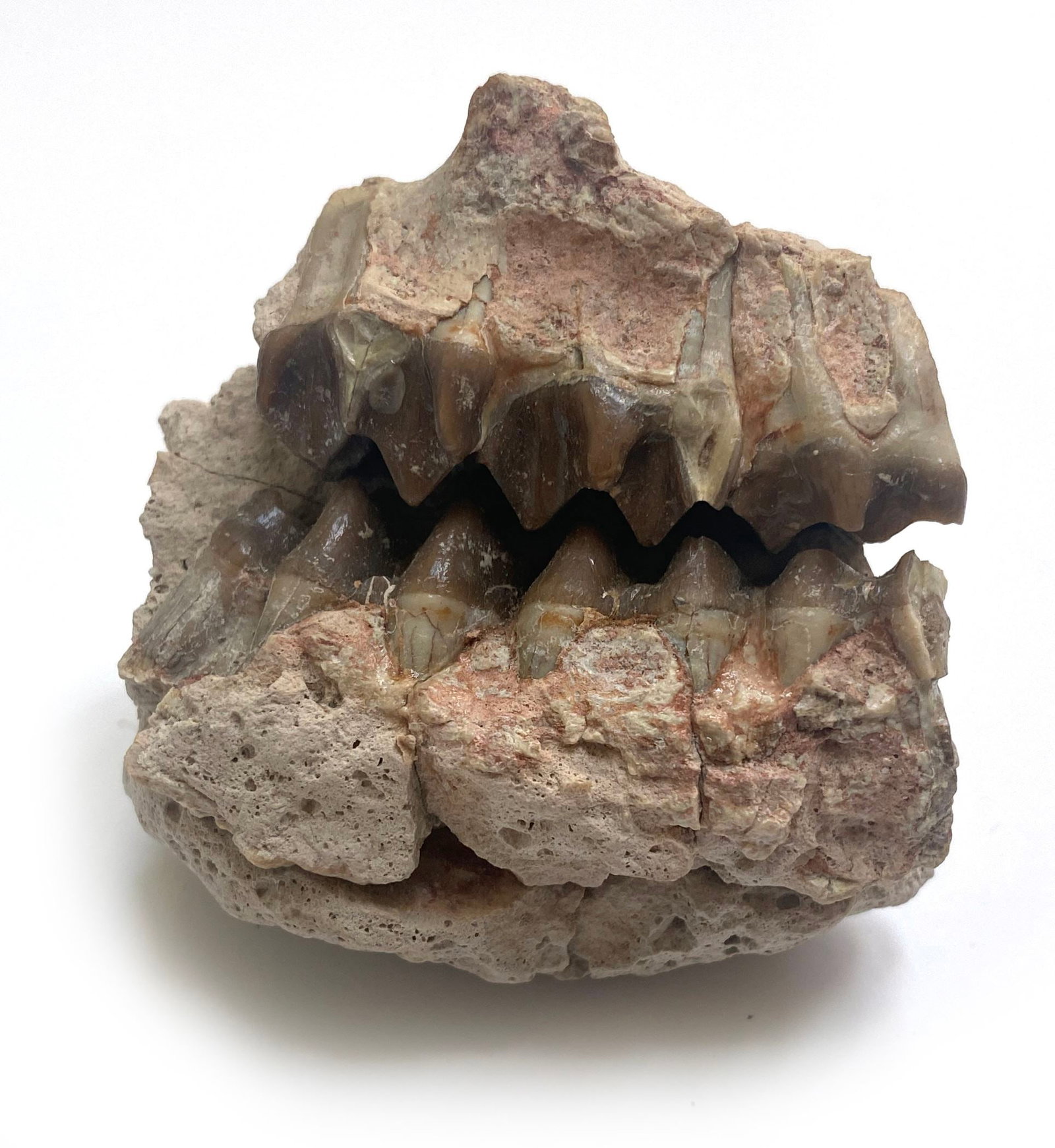 30 Million Year Old Merycoidodon Teeth Fossil - Lower Brule Formation, South Dakota - Oligocene: Details: Merycoidodon fossil from Oligocene, Lower Brule Formation, White River Series, South West of Scenic, South Dakota. Oligocene era, approximately 30 million years old. This fossil measures 3" o