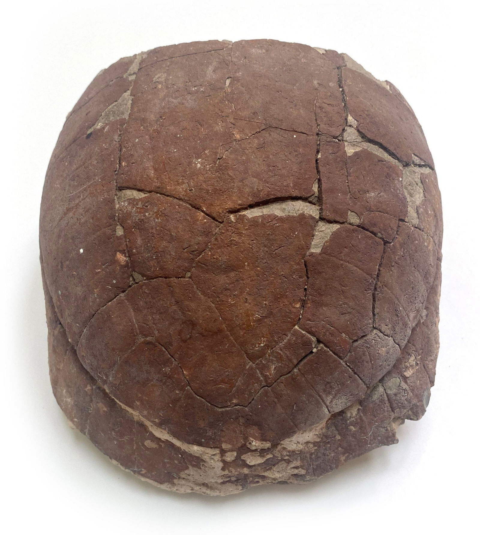 32 Million Year Old Tortoise Shell Fossil (Stylemys Nebrascensis) - Brule Formation - South Dakota (1 of 4)