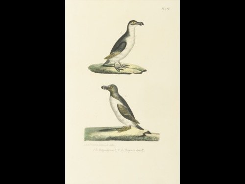 [SCIENCES NATURELLES] Oiseaux (86) et animaux divers (2 (1 of 3)