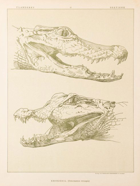 [ANIMAUX] Paul FLANDERKY - Seetiere. Naturstudien fÃ¼r (1 of 3)