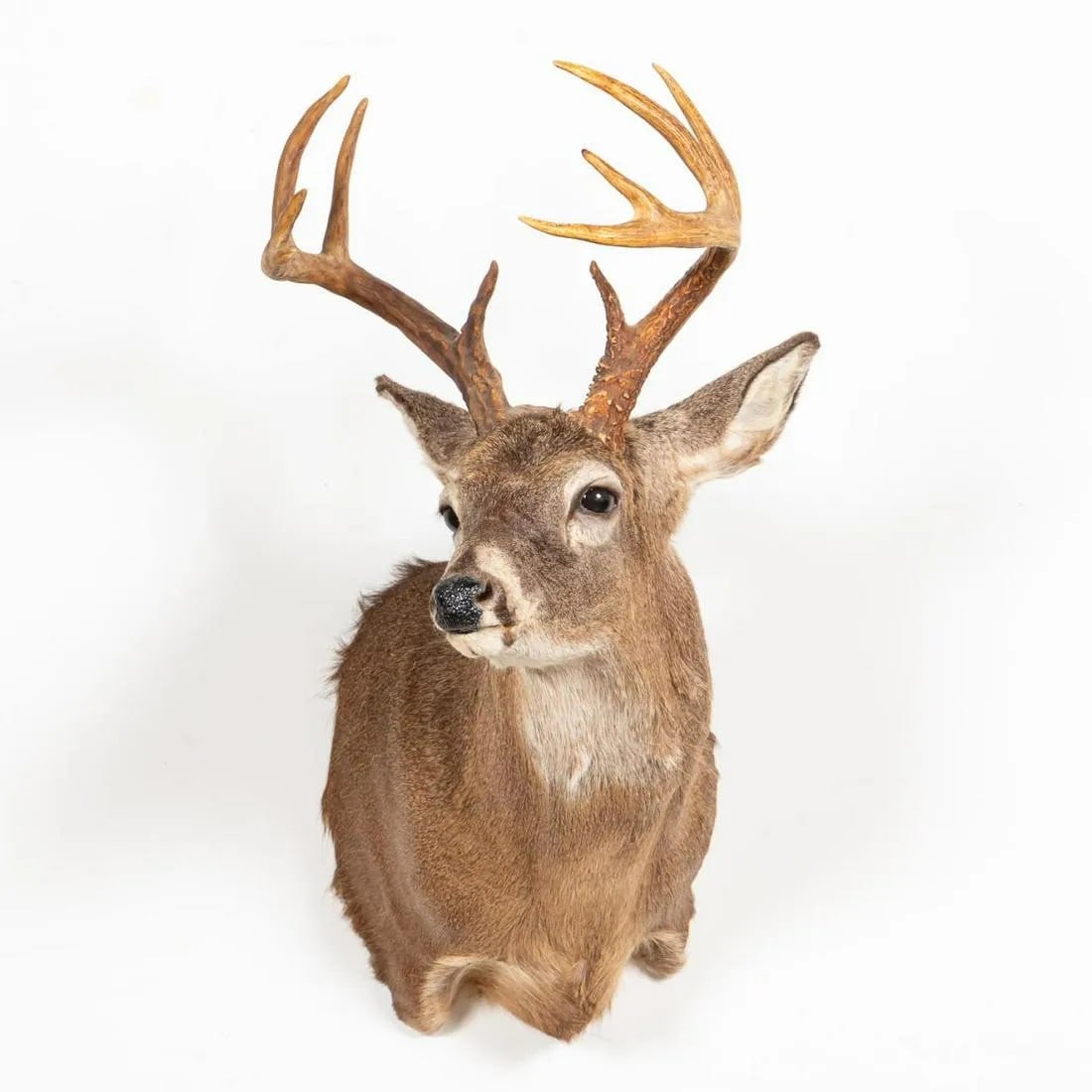TAXIDERMY WHITE-TAILED DEER SHOULDER MOUNT (1 of 5)