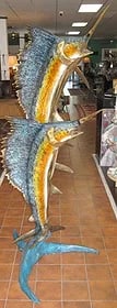 Bronze Double Sailfish Fountain Sculpture: Beautifully detailed life size bronze sailfish fountain statue. Perfect accessory for the pool or backyard.
