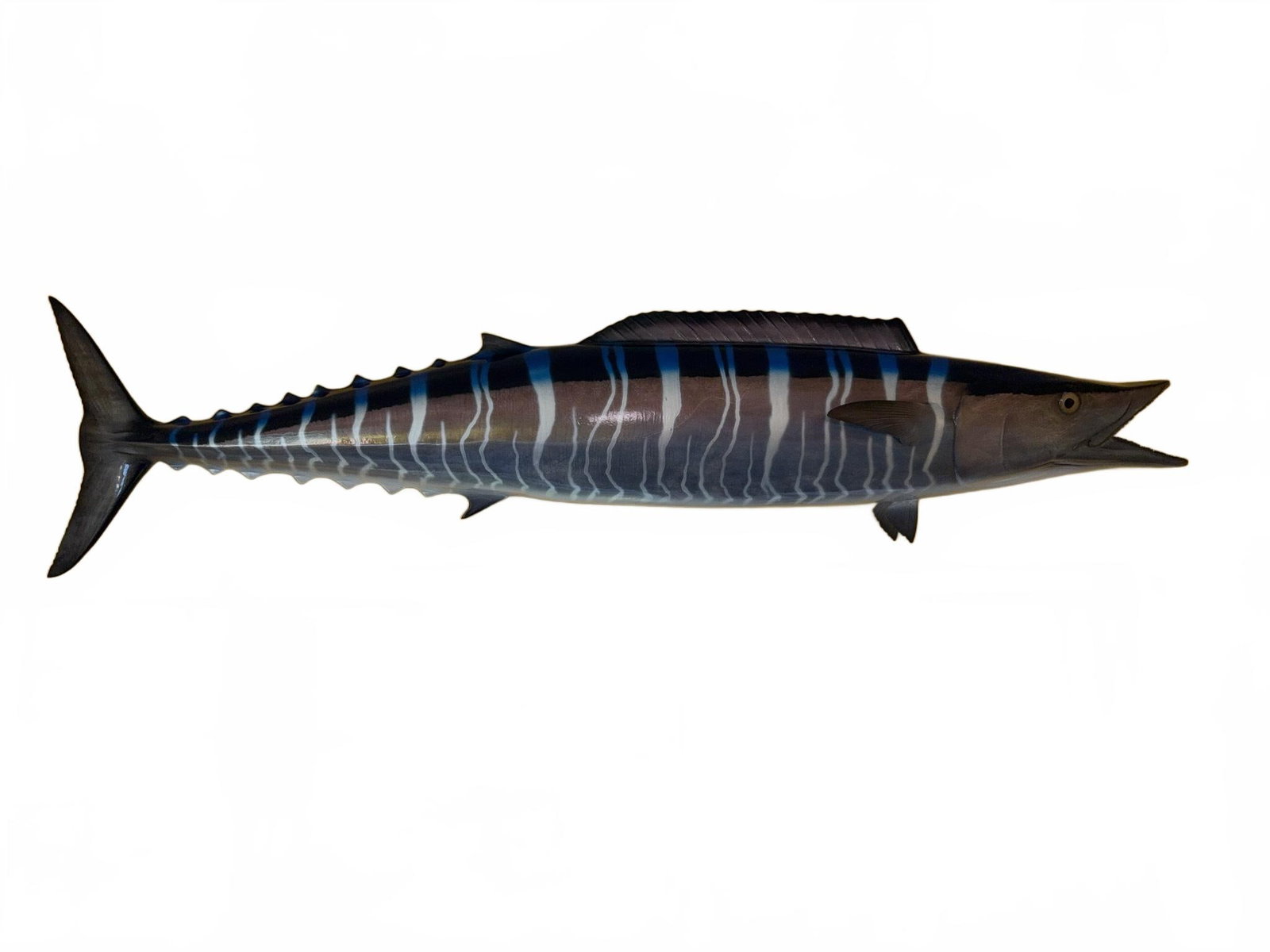 58" Fiberglass Mounted Wahoo Fish Wall Art: Lifelike fiberglass wall mount depicting a wahoo fish, painted with naturalistic vertical blue and white striping and fine detail on the fins, body, and mouth. Suitable as a decorative piece for