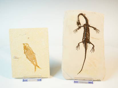 Fish and Dinosaur Fossil Slabs Art: Approximate size:6.5x4.5 in/7.5x5 in Shipping: We offer in-house shipping services for most small items. This means that we will take care of packing and shipping the items directly to you. For larger