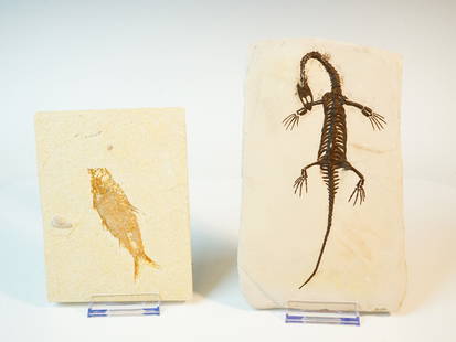 Fish and Dinosaur Fossil Slabs Art: Approximate size:6.5x4.5 in/7.5x5 in Shipping: We offer in-house shipping services for most small items. This means that we will take care of packing and shipping the items directly to you. For