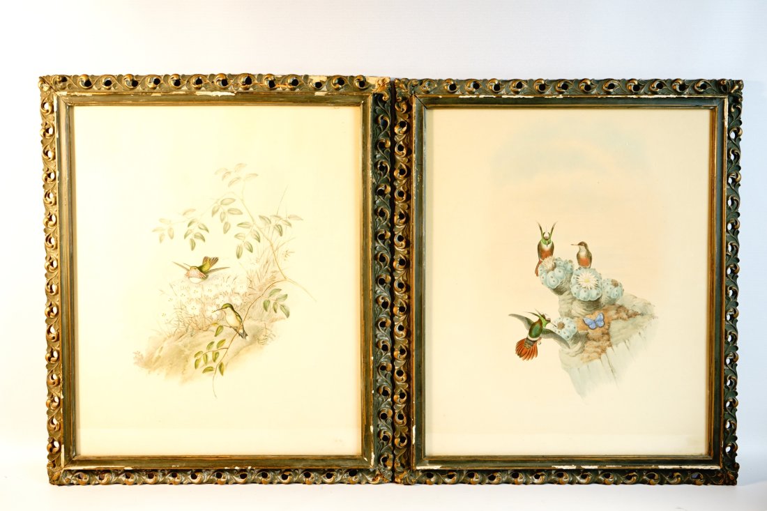 19th C Framed John Gould Hand Colored Hummingbird,  Bird Print(2) (1 of 7)