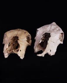 Lot of 2 Cow Skulls