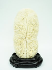 A Natural White Slipper Coral with  Wood Stand