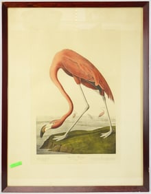 John James Audubon Print,American Flamingo,Published and Copyrighted 1937