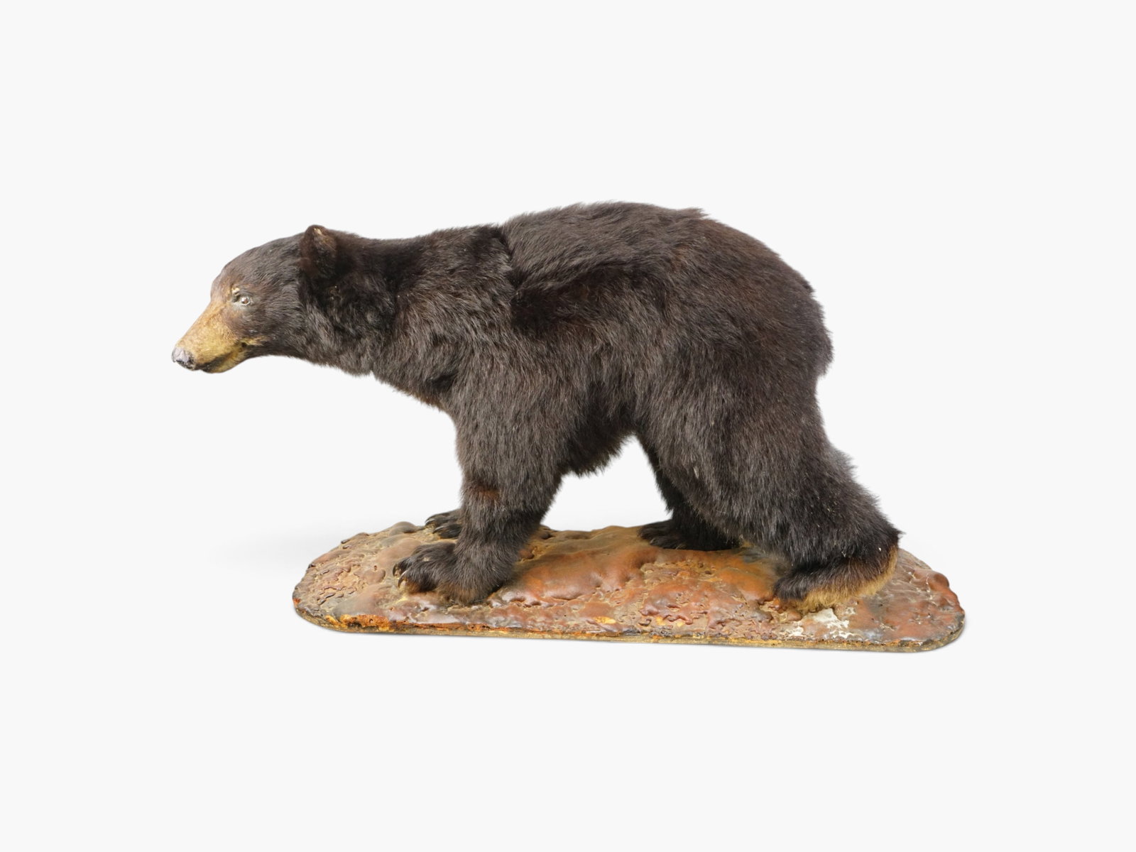 A Black Bear Mount Taxidermy (1 of 13)