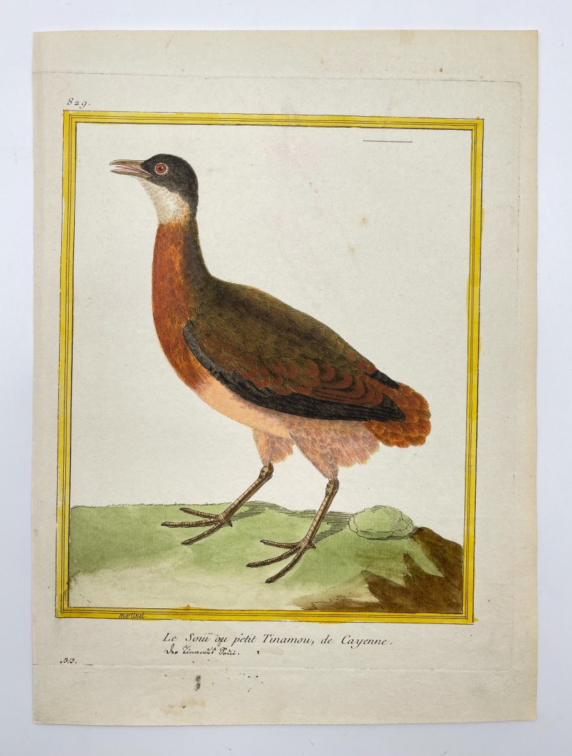 Francois Nicolas Martinet (French, 1731 - 1800) - Bird Print - Little tinamou (1 of 2)