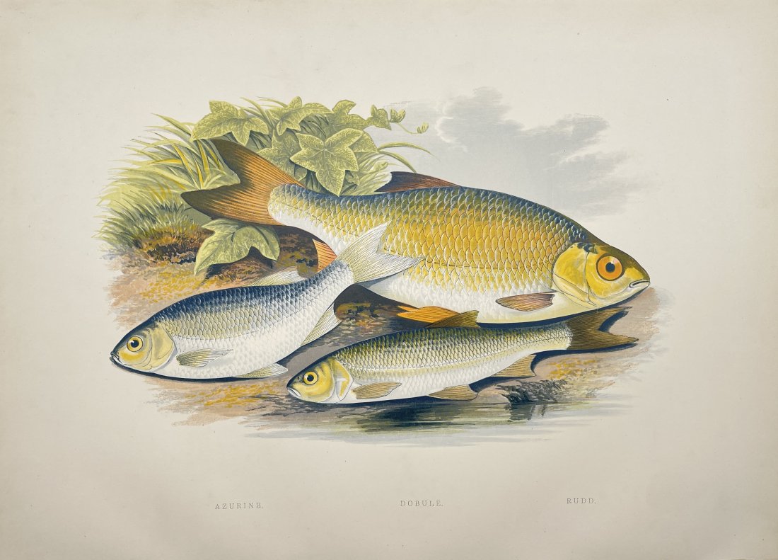 Benjamin Fawcett (1808-1893) - Alexander Francis Lydon - Azurine, Dobule and Common Rudd Fish Print (1 of 3)