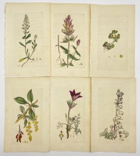 James Sowerby (1757-1822) - Set of 6 botanical prints - Common Barberry - Bitter Candy tuft: Finely detailed botanical copper-plate engravings with original hand-coloring by watercolor which, originates from the work ”English Botany or, Coloured Figures of British Plants, with their Ess