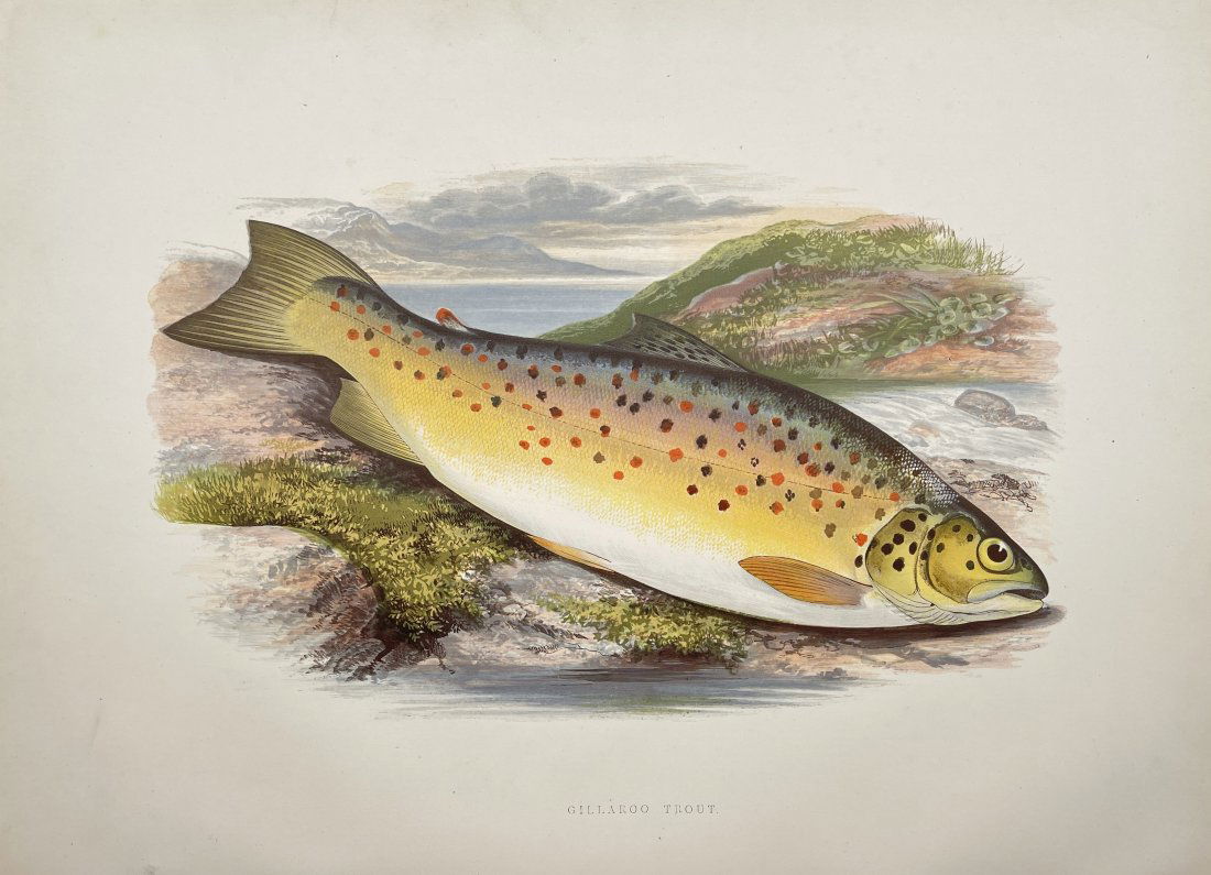 Benjamin Fawcett (1808-1893) - Antique Natural History Print - Gillaroo Trout (1 of 2)