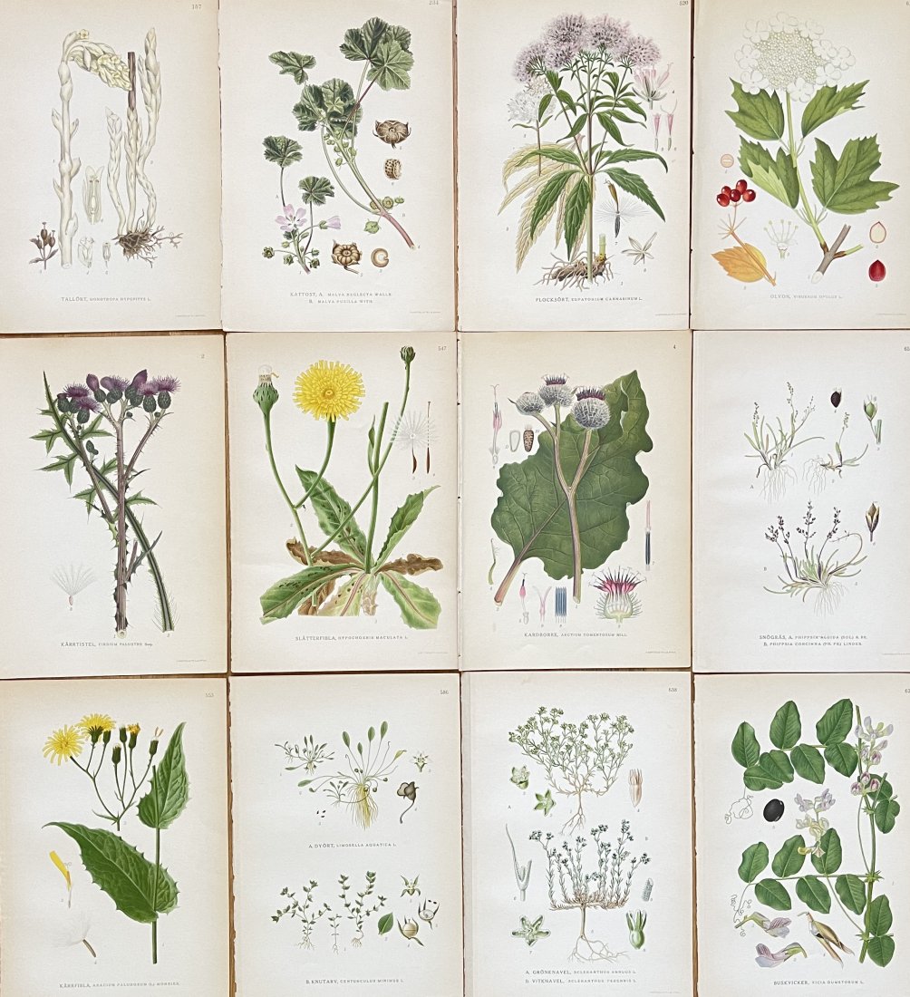 Carl Axel Magnus Lindman - Antique Floral Print - Juotanic Art - Set of 12 Prints: Botanical print brings you a lovely piece of artwork that dates back to the 1920s. Drawing by Carl Axel Magnus Lindman the artwork showcases a native Scandinavian flower / plant in vivid beautiful col