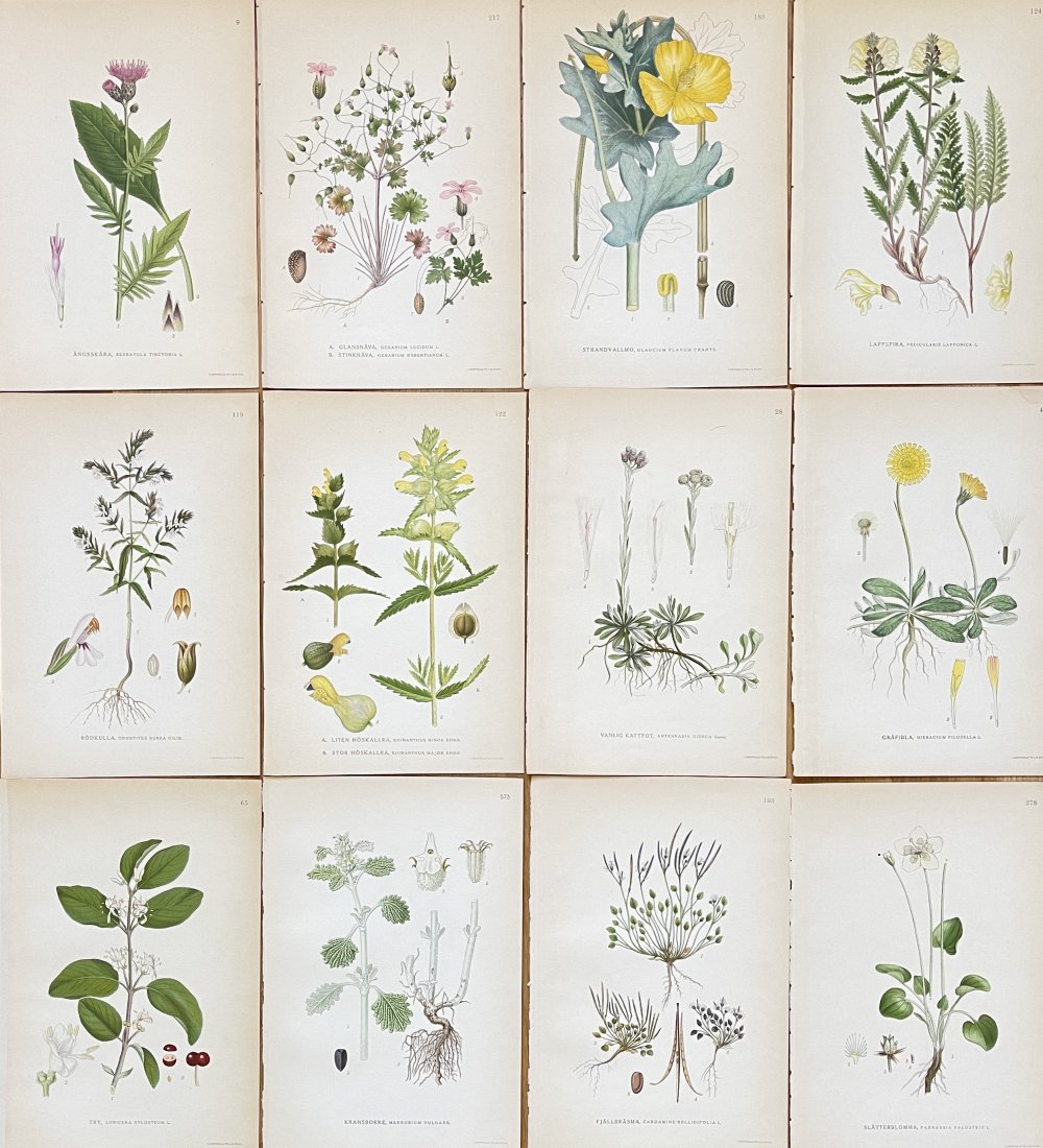 Carl Axel Magnus Lindman - Antique Floral Print - Juotanic Art - Set of 12 Prints: Botanical print brings you a lovely piece of artwork that dates back to the 1920s. Drawing by Carl Axel Magnus Lindman the artwork showcases a native Scandinavian flower / plant in vivid beautiful col