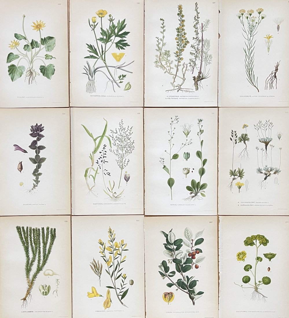 Carl Axel Magnus Lindman - Antique Floral Print - Juotanic Art - Set of 12 Prints: Botanical print brings you a lovely piece of artwork that dates back to the 1920s. Drawing by Carl Axel Magnus Lindman the artwork showcases a native Scandinavian flower / plant in vivid beautiful col