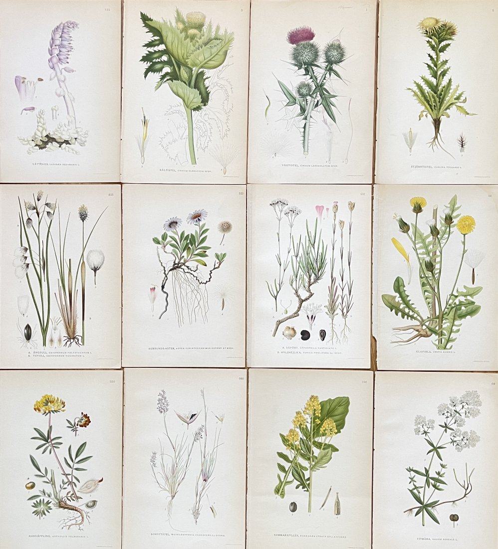 Carl Axel Magnus Lindman - Antique Floral Print - Juotanic Art - Set of 12 Prints: Botanical print brings you a lovely piece of artwork that dates back to the 1920s. Drawing by Carl Axel Magnus Lindman the artwork showcases a native Scandinavian flower / plant in vivid beautiful col