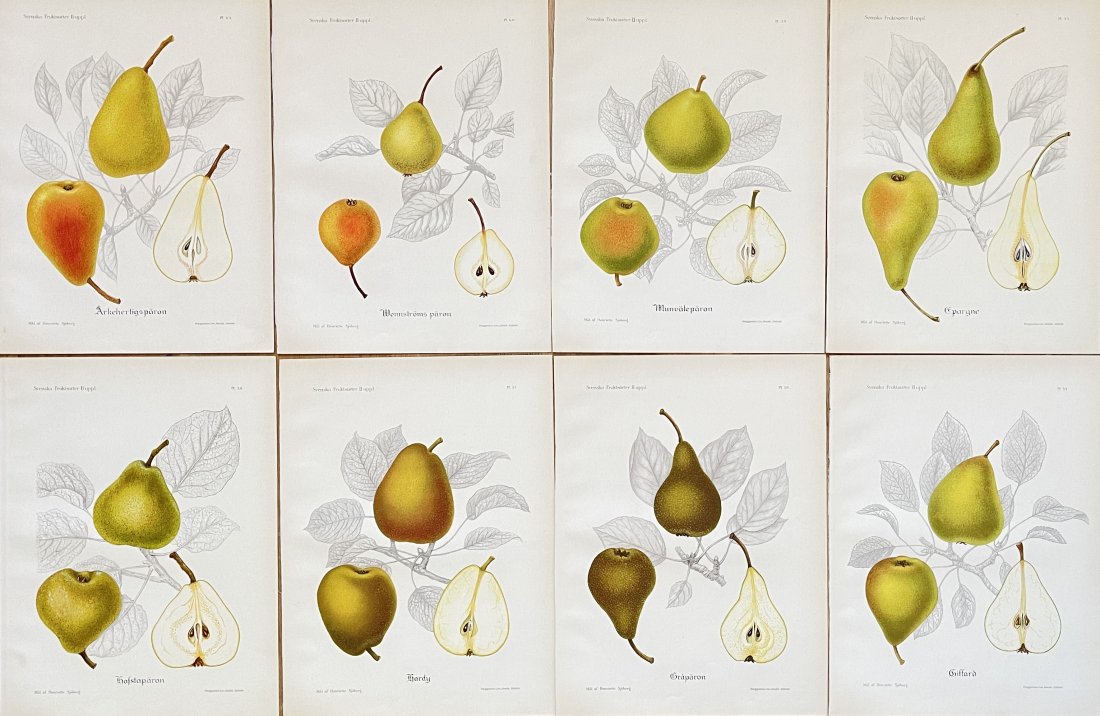 Vintage Fruit Print - Kitchen Botanical Print - Fine Art - Set of 8 Prints (1 of 1)