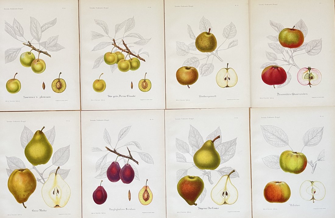 Vintage Fruit Print - Kitchen Botanical Print - Fine Art - Set of 8 Prints (1 of 1)