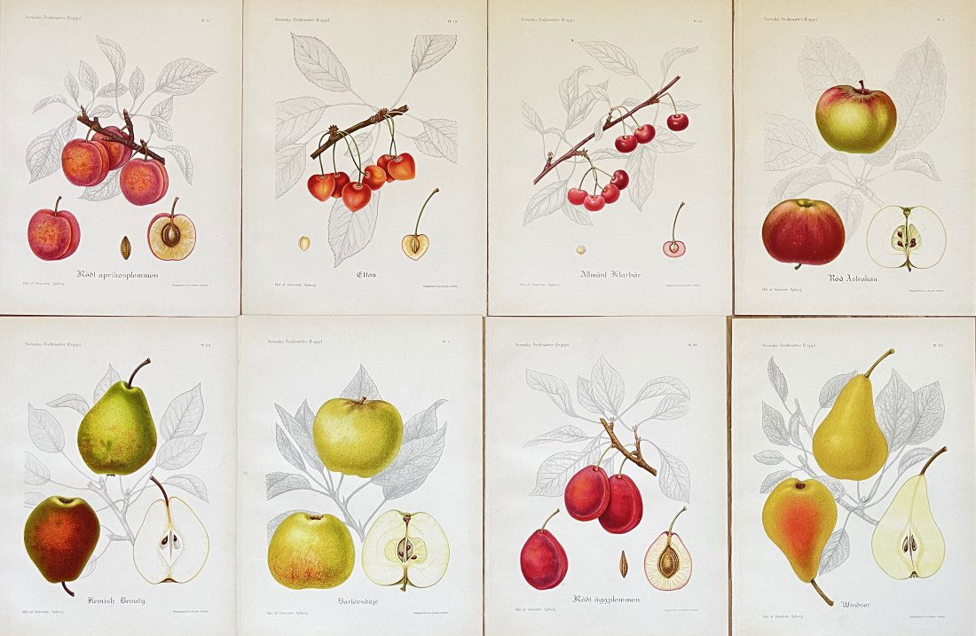Vintage Fruit Print - Kitchen Botanical Print - Fine Art - Set of 8 Prints (1 of 1)