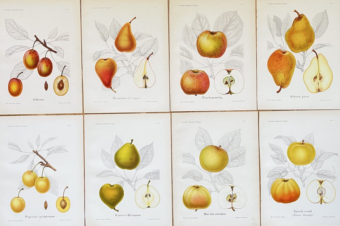 Vintage Fruit Print - Kitchen Botanical Print - Fine Art - Set of 8 Prints (1 of 1)