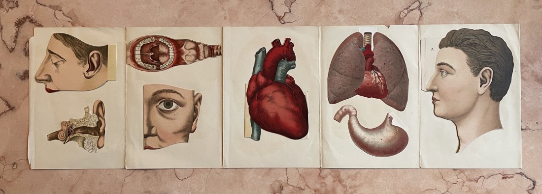 Semmy Fredrik Leonard Nystrom - Antique Anatomy Print - Anatomy of the Human Head (1 of 10)