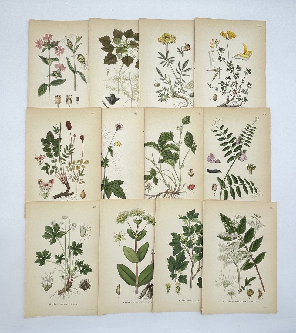 Carl Axel Magnus Lindman (1815 - 1928) - Antique Flower Print - Hypericum maculatum: Carl Axel Magnus Lindman (1815 - 1928). Set of 12 Prints. Botanical print brings you a lovely piece of artwork that dates back to the 1920s. Drawing by Carl Axel Magnus Lindman the artwork showcases a